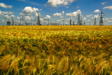Yellow grain field against the background of power grids