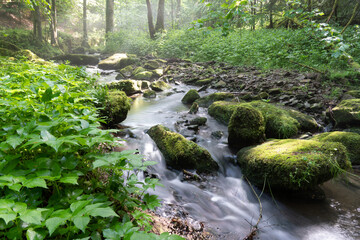 kleiner Fluss im Wald