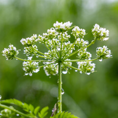 Pflanzen mit Tropfen