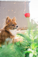 Chihuahua dog. Red-haired dog. Fluffy dog ​​with long hair. Little dog. Puppy. Dog in nature. Chihuahua is sitting on the lawn. Dog with a flower. Chihuahua with a tulip. Cute animals.