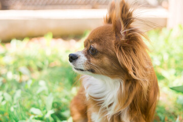 Chihuahua dog. Red-haired dog. Fluffy dog ​​with long hair. Little dog. Puppy. Dog in nature. Chihuahua is sitting on the lawn. Dog with a flower. Chihuahua with a tulip. Cute animals.