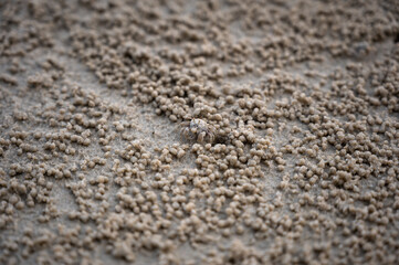 Sand bubbler crab with wet balls of sand. These small crabs feed by filtering sand through their mouthparts and leaving behind balls of sand.