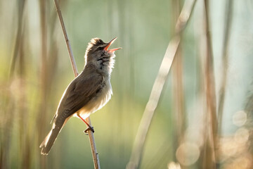 Drosselrohrsänger ( Acrocephalus arundinaceus ).