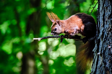 Eurasisches Eichhörnchen ( Sciurus vulgaris ).