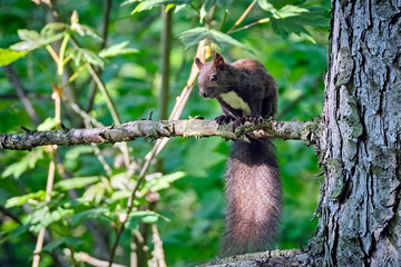 Eurasisches Eichhörnchen ( Sciurus vulgaris ). © Michael