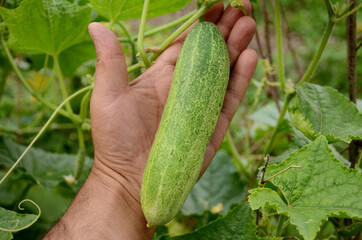 closeup green ripe cucumber hold hand growing with leaves and vine in the farm.