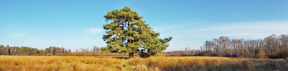 Old Tree in Autumn Panorama in a Bog - Panorama