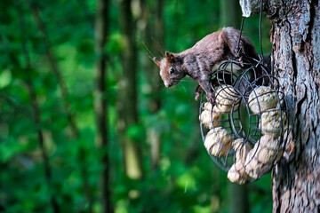 Eurasisches Eichhörnchen ( Sciurus vulgaris ).