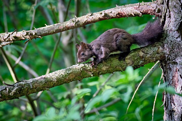Eurasisches Eichhörnchen ( Sciurus vulgaris ).