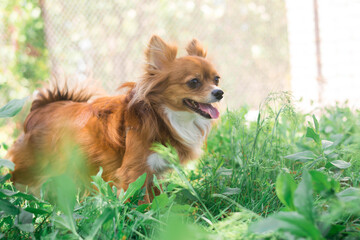 Chihuahua dog. Red-haired dog. Fluffy dog ​​with long hair. Little dog. Puppy. Dog in nature. Chihuahua is sitting on the lawn. Dog with a flower. Chihuahua with a tulip. Cute animals.