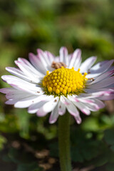 Fototapeta premium Close up of pink daisy