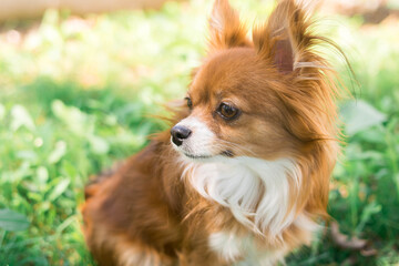 Chihuahua dog. Red-haired dog. Fluffy dog ​​with long hair. Little dog. Puppy. Dog in nature. Chihuahua is sitting on the lawn. Dog with a flower. Chihuahua with a tulip. Cute animals.