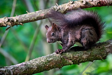 Eurasisches Eichhörnchen ( Sciurus vulgaris ). © Michael
