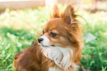 Chihuahua dog. Red-haired dog. Fluffy dog ​​with long hair. Little dog. Puppy. Dog in nature. Chihuahua is sitting on the lawn. Dog with a flower. Chihuahua with a tulip. Cute animals.
