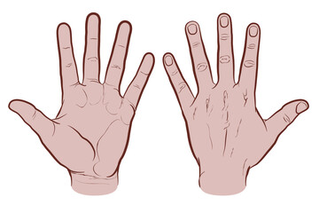 Front and back of hand, colored version. Flat vector drawing isolated on white background, EPS 8.