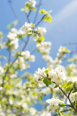 Plants. Garden. Vacation home. Nature. Flowers. Blooming apple tree. Apple tree flowers on the tree. Tree with white flowers. White flowers against the blue sky.