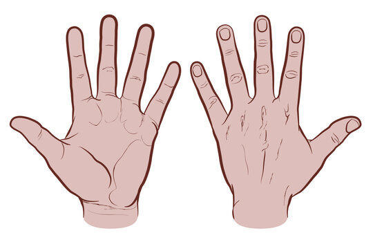 Front and back of hand, colored version. Flat vector drawing isolated on white background, EPS 8.
