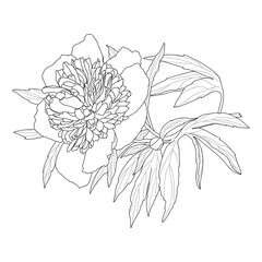 Floral background. Peony branch sketch