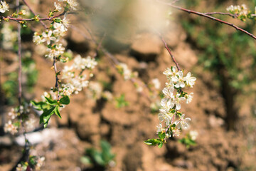 Plants. Garden. Vacation home. Nature. Flowers. Blooming apple tree. Apple tree flowers on the tree. Tree with white flowers. White flowers.
