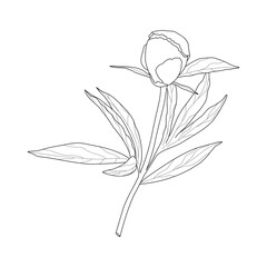 Floral background. Peony branch sketch