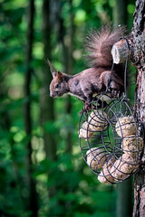 Eurasisches Eichhörnchen ( Sciurus vulgaris ).