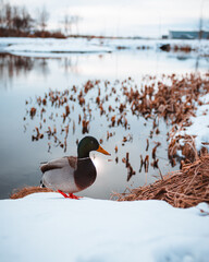 Duck comes out of the winter lake in Iceland. 