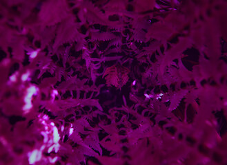 color world, fantasy background. a funnel of time and a small sprout of a fern flower. the bright...