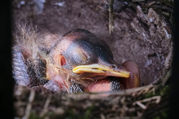 Singdrossel ( Turdus philomelos ) - Küken.