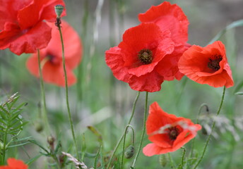 Obraz premium coquelicot