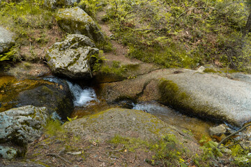 arroyo entre las rocas en el bosque, riachuelo 