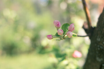 Plants. Garden. Vacation home. Nature. Flowers. A tree with pink buds. Pink flowers.
