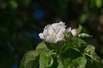 Blossoms of an Apple Tree