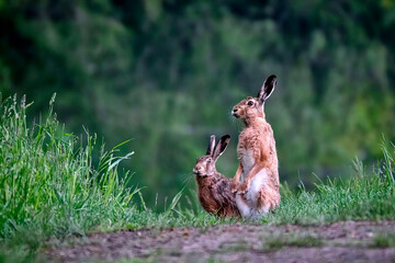 Feldhasen ( Lepus europaeus ). © Michael