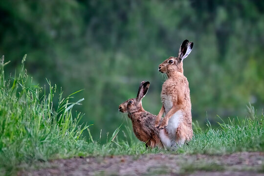 Feldhasen ( Lepus europaeus ).