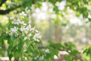 Plants. Garden. Vacation home. Nature. Flowers. Blooming pear. Pear flowers on the tree. Tree with white flowers. White flowers.