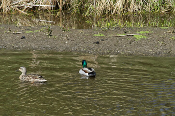 Mallard Ducks in the Water