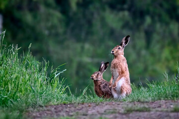 Feldhasen ( Lepus europaeus ).