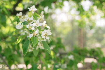 Plants. Garden. Vacation home. Nature. Flowers. Blooming pear. Pear flowers on the tree. Tree with white flowers. White flowers.