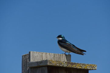 Tree Swallow on a Birdhouse