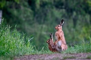 Feldhasen ( Lepus europaeus ).