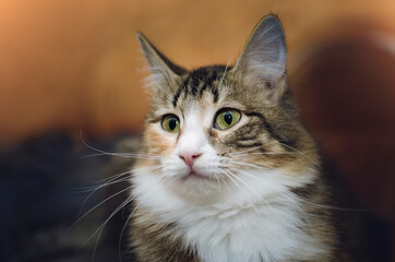 Portrait of a beautiful tricolor cat, close-up.