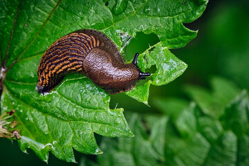 Wegschnecke ( Arion sp. ).