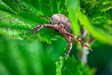 Echte Krabbenspinne ( Xysticus ).