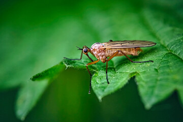 Tanzfliege ( Empis digramma ).