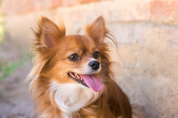 Chihuahua dog. Red-haired dog. Fluffy dog ​​with long hair. Little dog. Puppy. Dog in nature. Chihuahua licks its lips. The dog stuck out its tongue. Cute animals.
