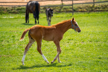 Brown foal with white legs goes on the meadow