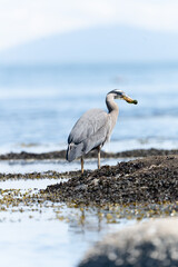 Great Blue Heron Eating Eel on the Pacific Coast