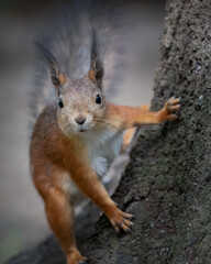 Naklejka na ściany i meble Nosy squirrel in the park