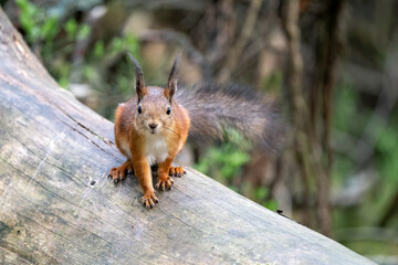 A nosy squirrel is watching you