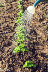 Watering cucumber seedlings in the evening in the garden. Plantation care for a good harvest